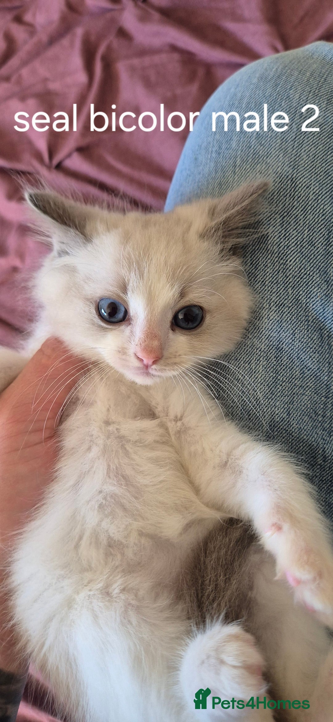 Ragdoll cats for sale: 3 Tica Registered Males For Sale - Image 10