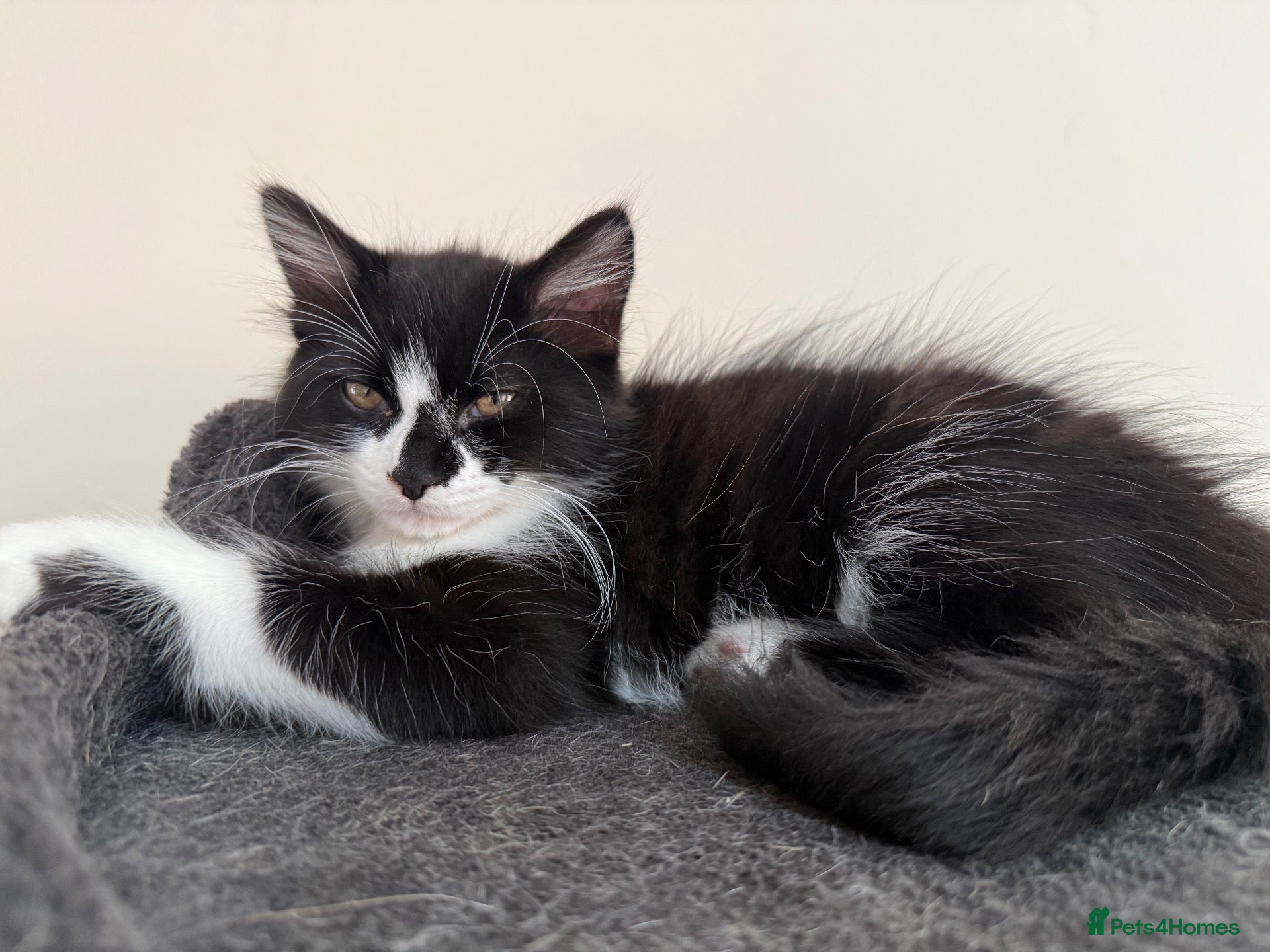 British Longhair cats 12 week old kitten  - Advert 8