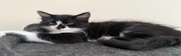 British Longhair cats for sale: 12 week old kitten  - Advert 1