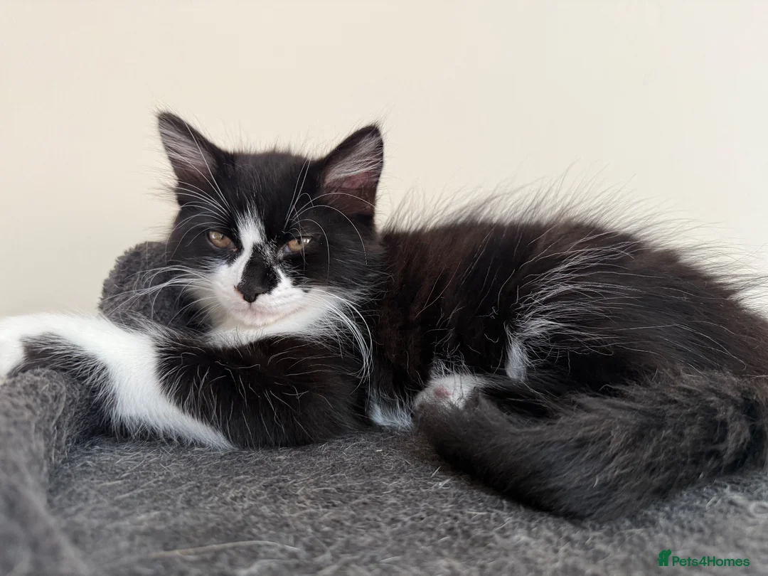 British Longhair cats for sale: 12 week old kitten  - Advert 1