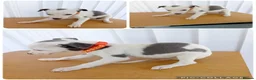 Whippet dogs for sale: Stunning Whippet Puppies for sale in Chesterfield - Advert 5