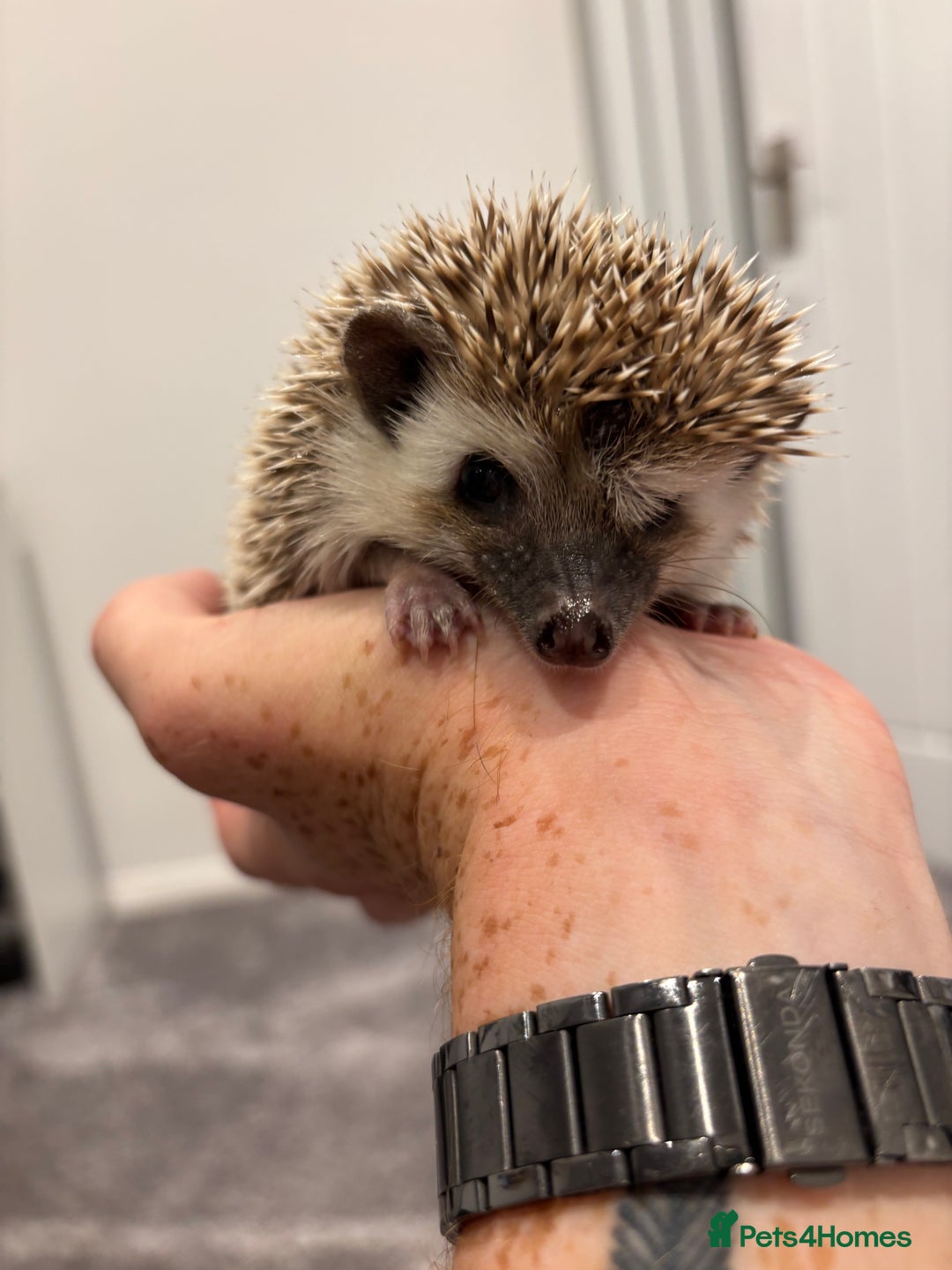 Pygmy Hedgehog rodents for sale: Baby African Pygmy hedgehogs  - Image 3