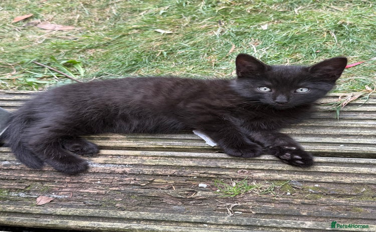 Mixed Breed cats - Advert 10