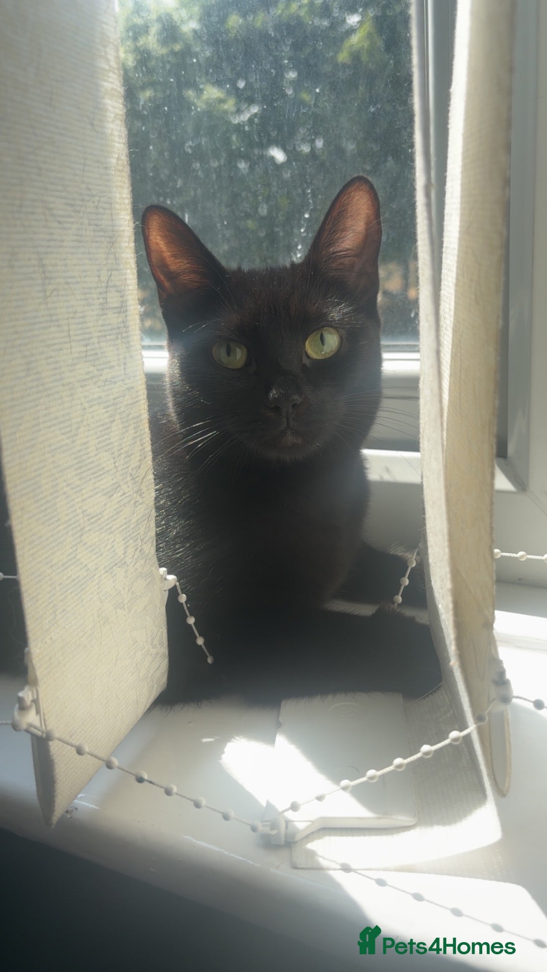 Domestic Shorthair cats 1 year old cat ready for a new home ❤️ - Advert 4