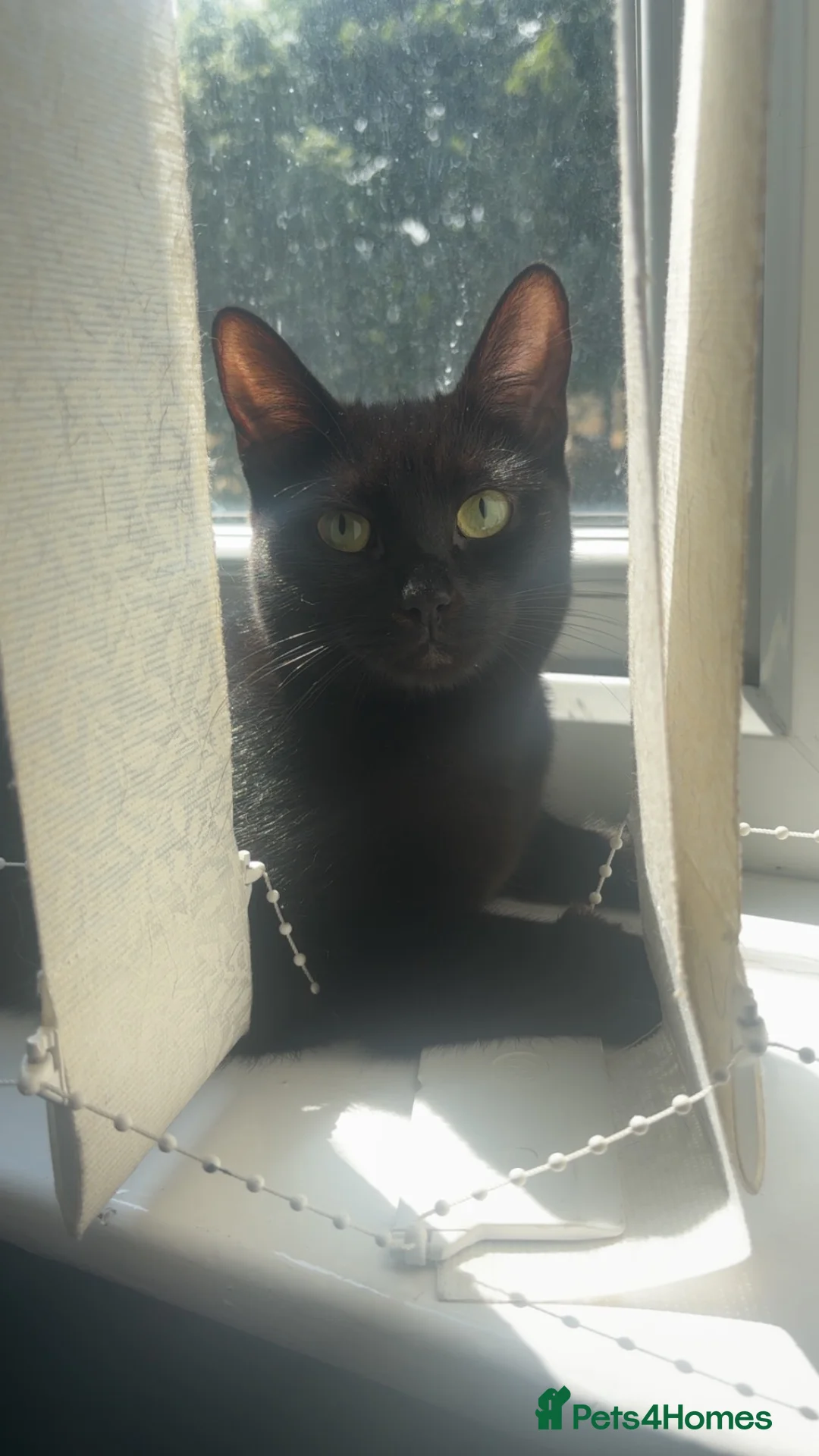 Domestic Shorthair cats for sale: 1 year old cat ready for a new home ❤️ in Newcastle upon Tyne - Advert 1