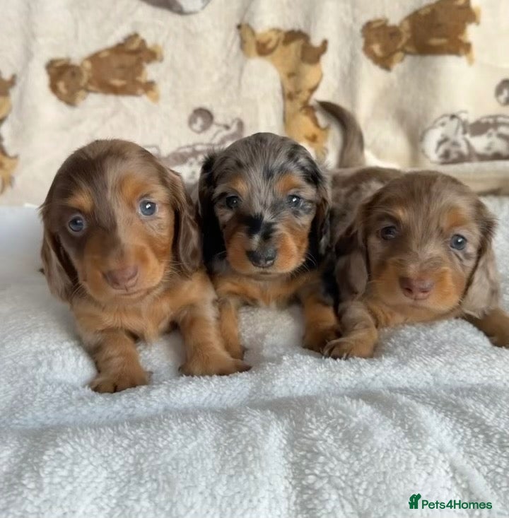 Miniature Dachshund dogs for sale: KC Reg Long Haired Dapple Mini Dachshunds - Advert 9
