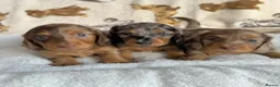 Miniature Dachshund dogs for sale: KC Reg Long Haired Dapple Mini Dachshunds - Advert 1