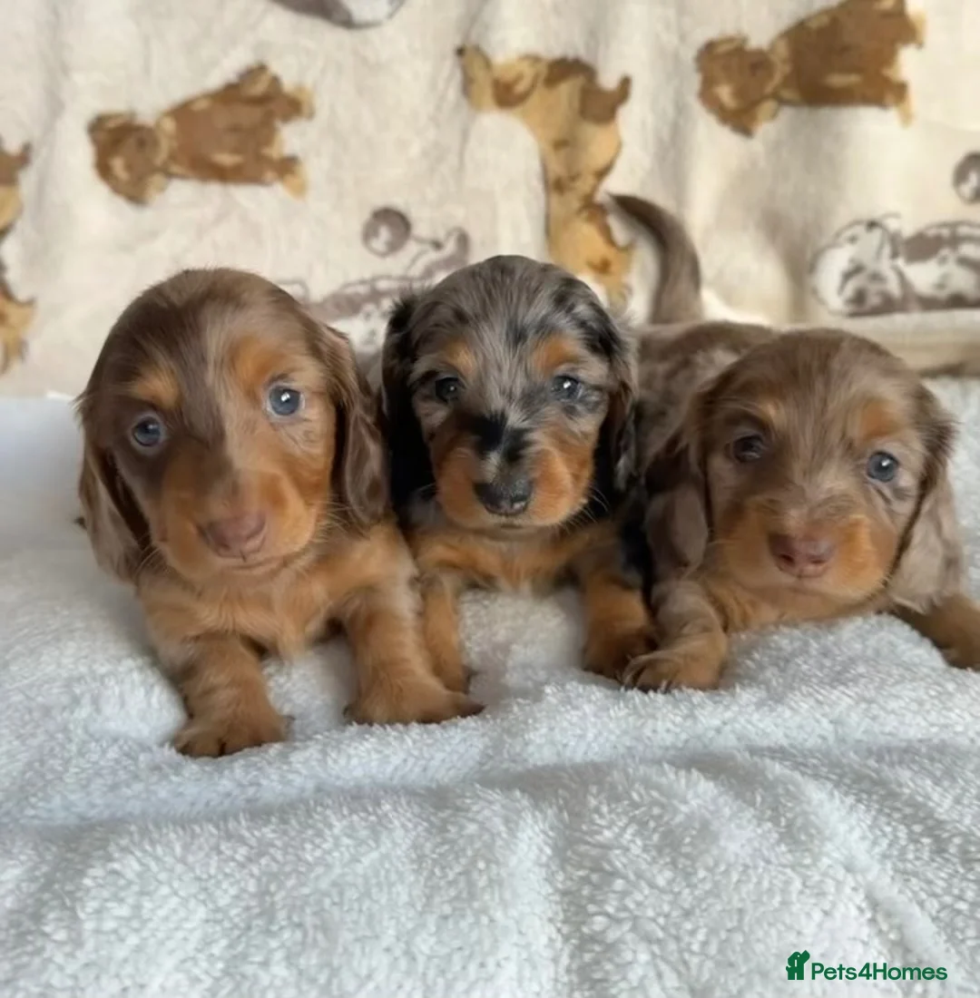 Miniature Dachshund dogs for sale: KC Reg Long Haired Dapple Mini Dachshunds - Advert 1