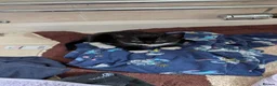 Mixed Breed cats for sale: Male kitten - Advert 5