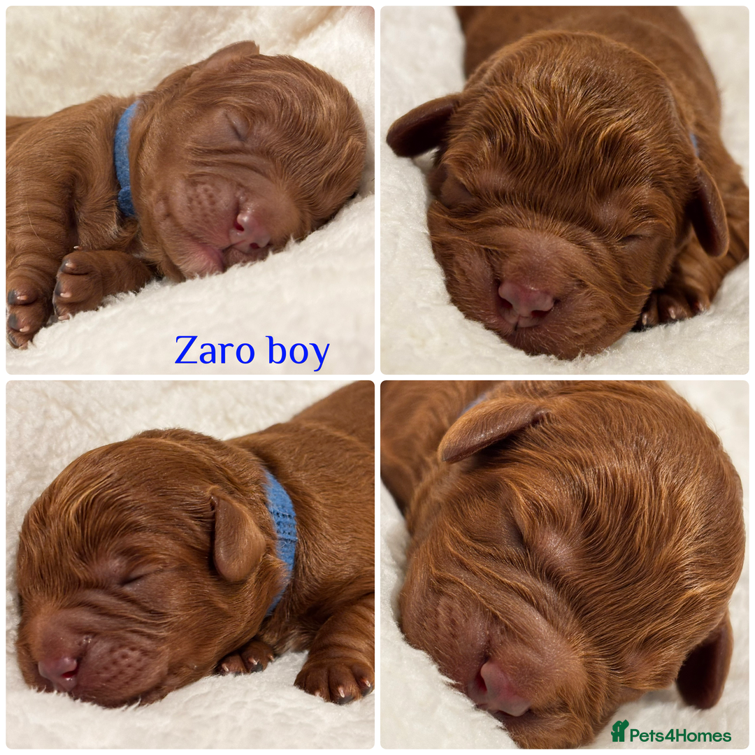 Cavapoo dogs for sale: Beautiful litter of F1 Cavapoo puppies  - Advert 4