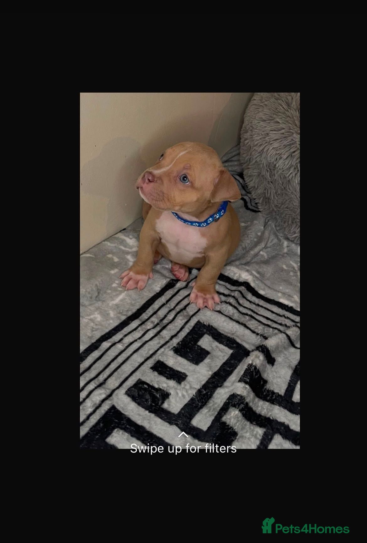 American Bully dogs Exquisite pocket bullys looking for forever homes  - Advert 2