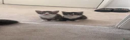 Mixed Breed cats for sale: Beautiful kittens looking for their forever homes in Plymouth - Advert 12