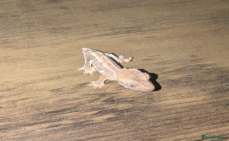 Gecko reptiles - Advert 3