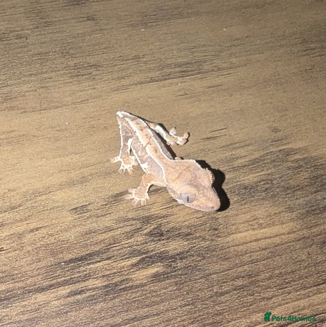 Gecko reptiles for sale: Lilly White Crested Gecko Hatchlings - Advert 2