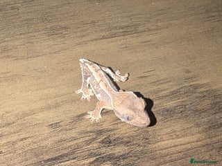 Gecko reptiles Lilly White Crested Gecko Hatchlings - Advert 6