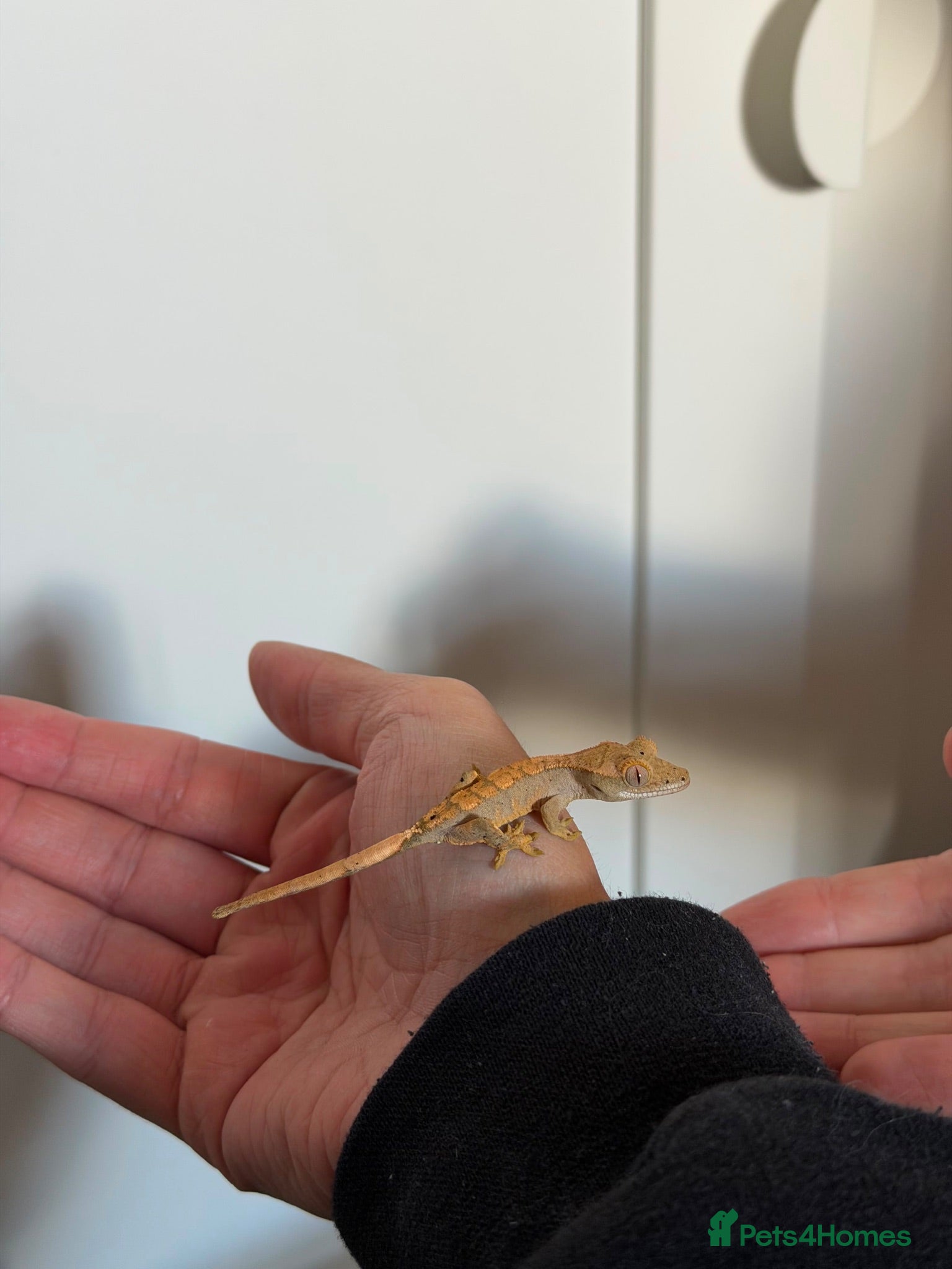 Mixed Breed rabbits Baby crested geckos for sale - Advert 1