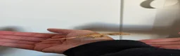 Mixed Breed rabbits for sale: Baby crested geckos for sale in Bedford - Advert 1