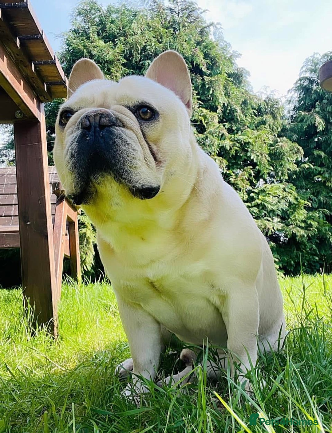 French Bulldog dogs for sale: French bulldog boy - Advert 8