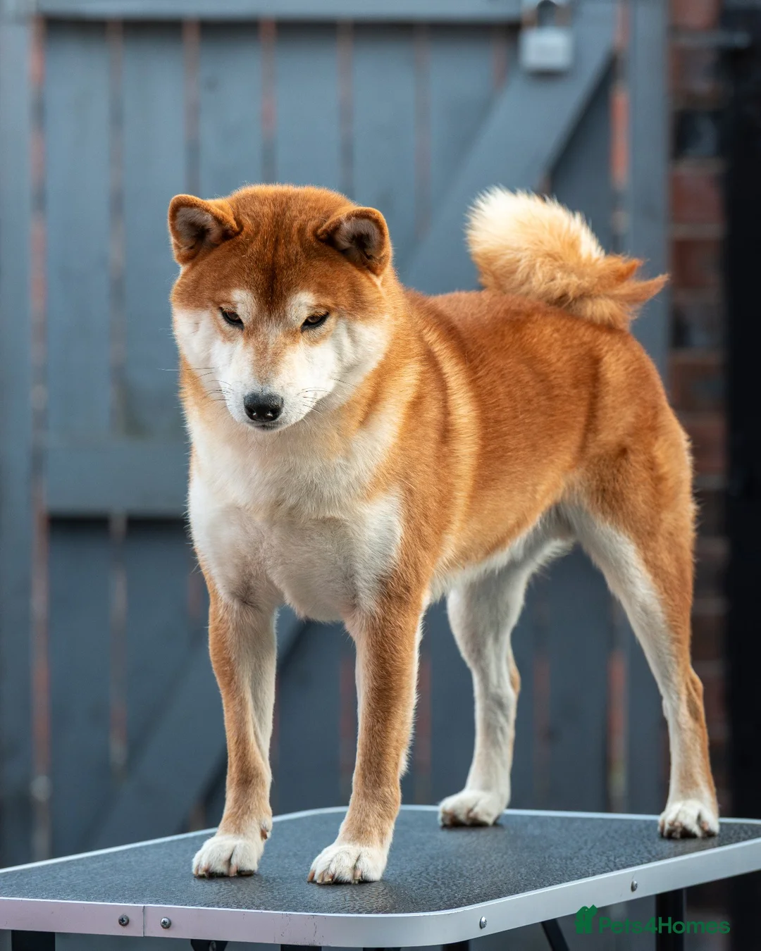 Japanese Shiba Inu dogs for sale: Beautiful adult boy shiba inu - Advert 2