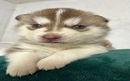 Siberian Husky dogs for sale: KC Lovingly Raised Siberian Husky Puppies - Image 1