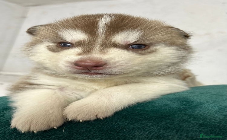 Siberian Husky dogs - Advert 1