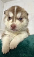 Siberian Husky dogs PREMIUM SIBERIAN HUSKY PUPPIES KC - Advert 3