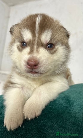 Siberian Husky dogs - Advert 4
