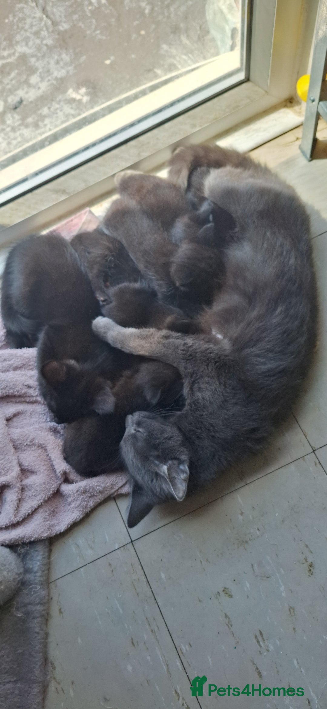 Mixed Breed cats for sale: 🐾 5 Gorgeous Kittens Ready for New Homes 🐾 - Image 3