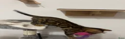 Bengal cats for sale: Beautiful Bengal Girl Kitten. Ready Now – TICA Reg - Advert 19