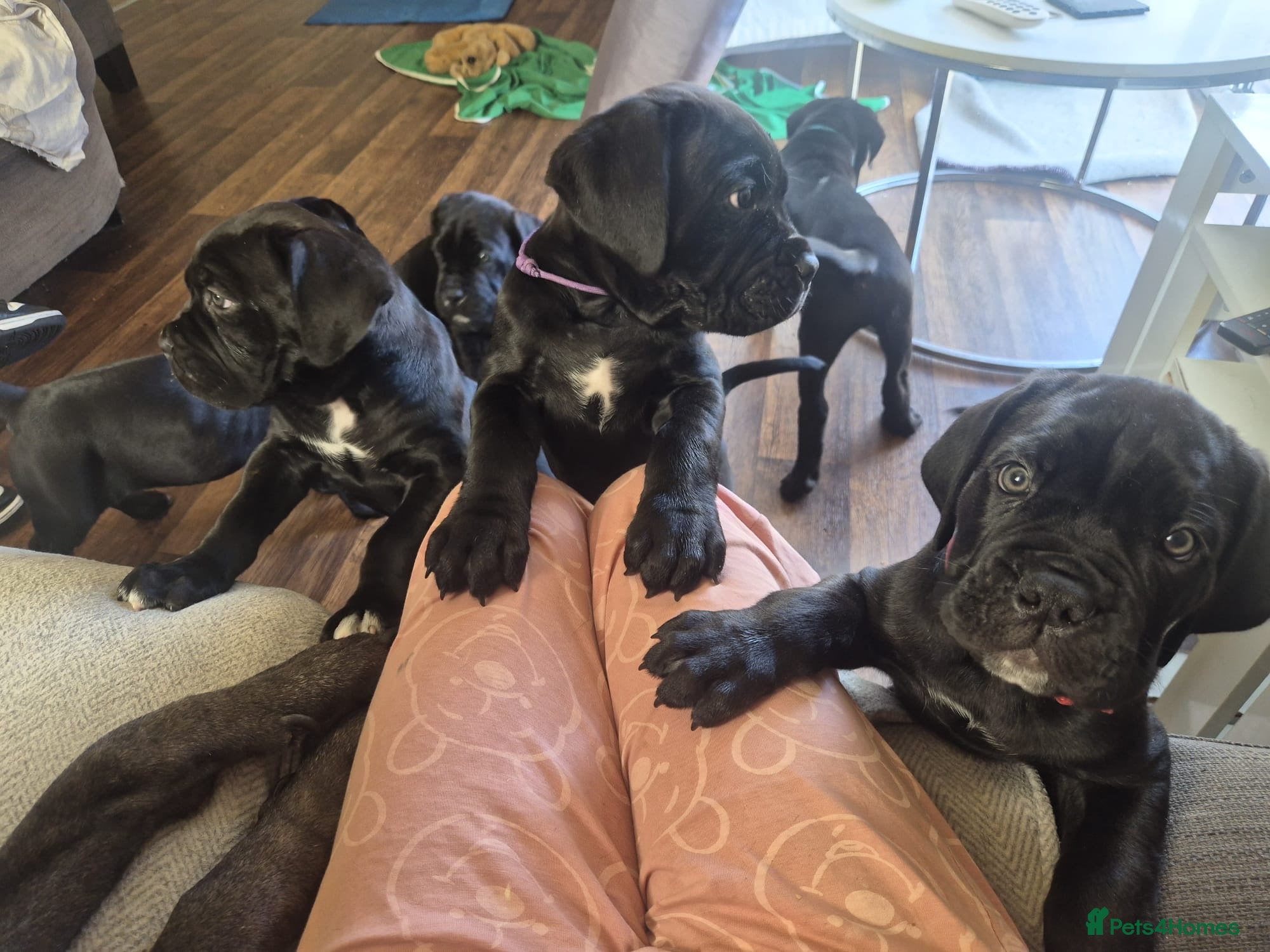 Cane Corso dogs CANE CORSO PUPPIES ready to leave/4 males - Advert 1