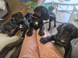 Cane Corso dogs CANE CORSO PUPPIES ready to leave/2 males - Advert 16