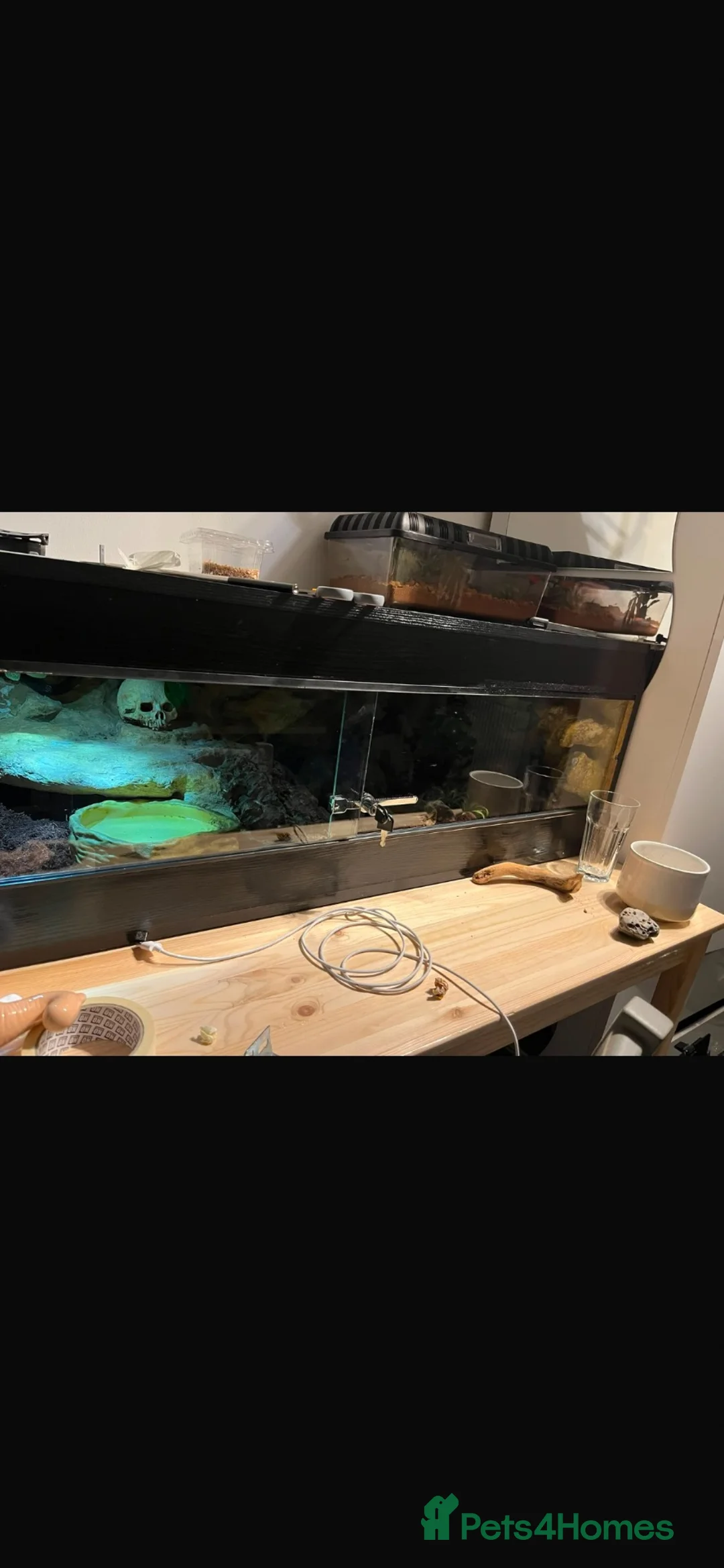 King Snake reptiles for sale: Mexican black kingsnake(free rehome) and setup  in Loughborough - Advert 6