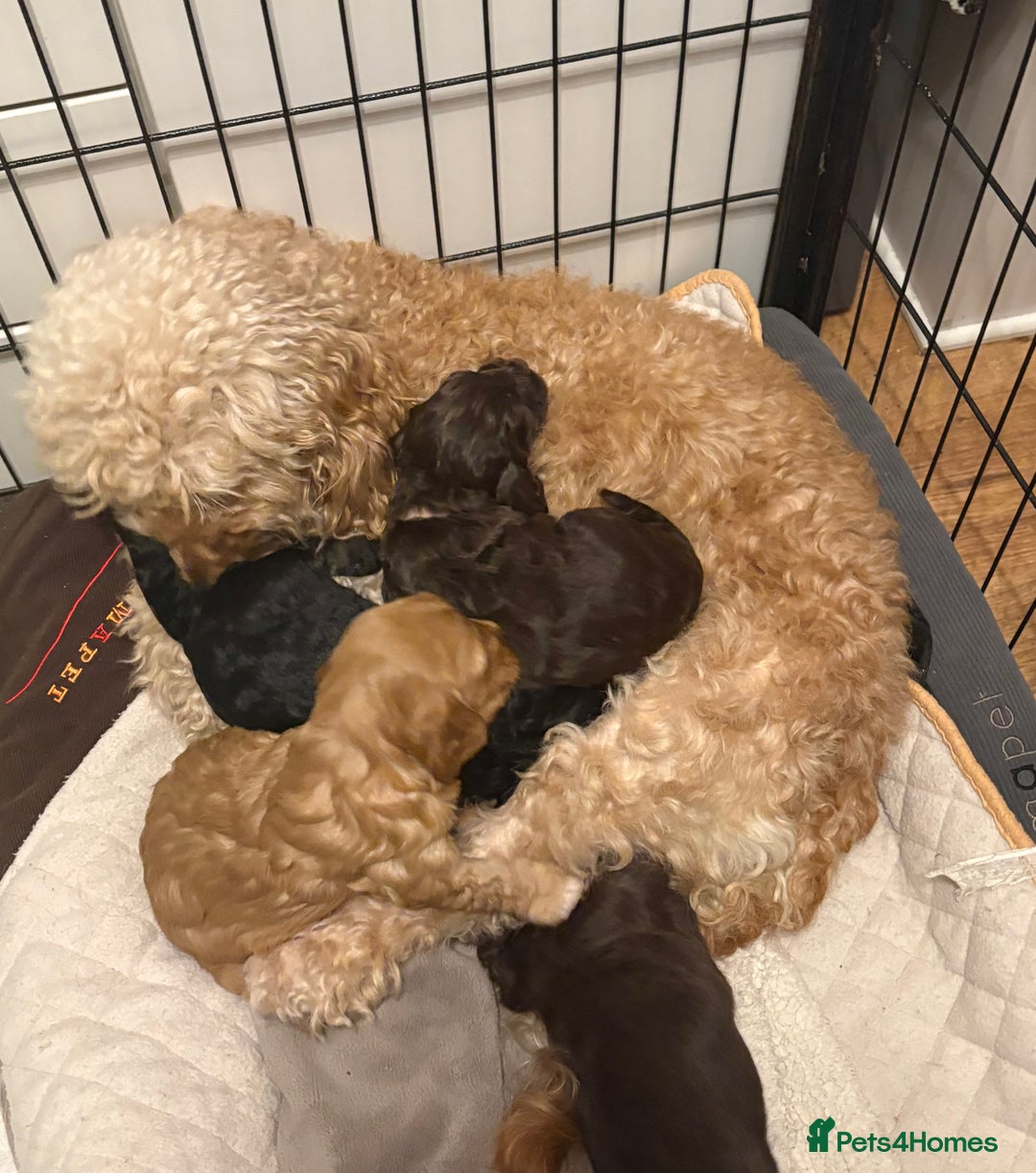 Cockapoo dogs for sale: Beautiful F1b cockapoos  - Advert 12