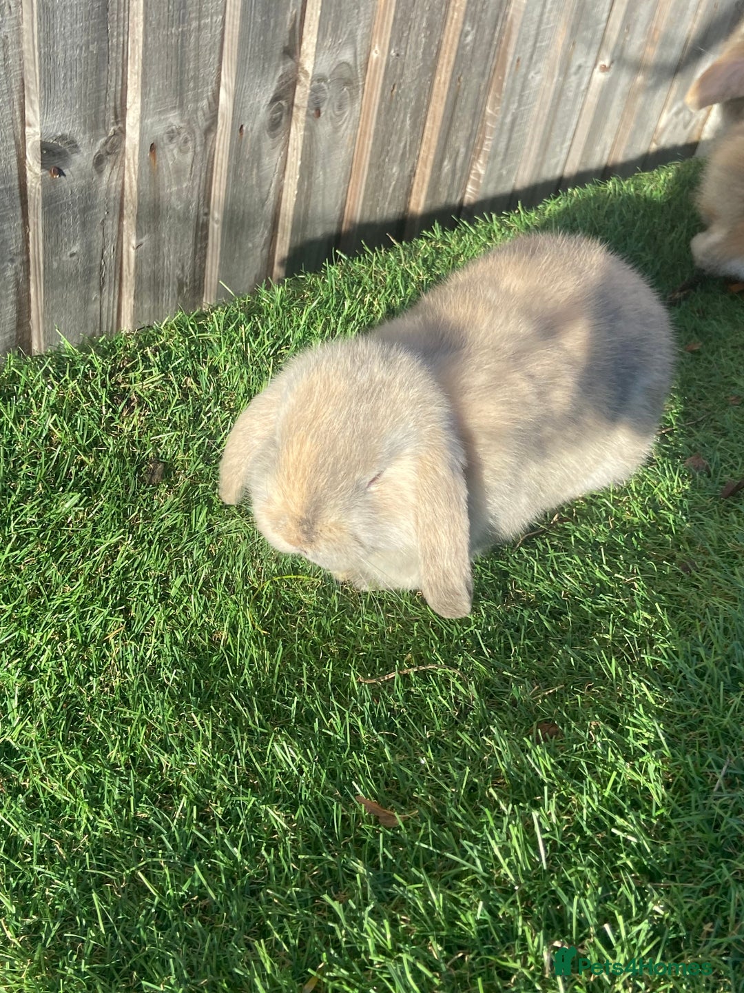 Mini Lion Lop rabbits for sale: ✨ 2 MINI LION LOPS – READY NOW ✨ - Image 2