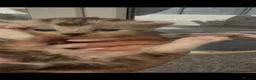 Norwegian Forest Cat cats for sale: 10 stunning family raised kittens - Advert 12