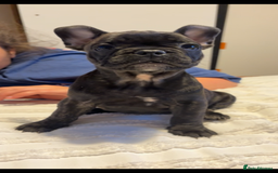French Bulldog dogs for sale: French bulldog puppies - Image 9