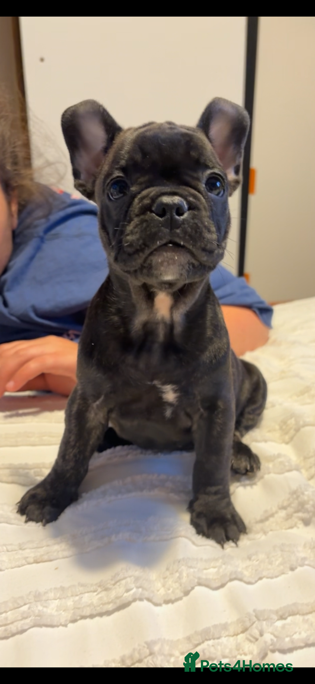 French Bulldog dogs for sale: French bulldog puppies - Image 9