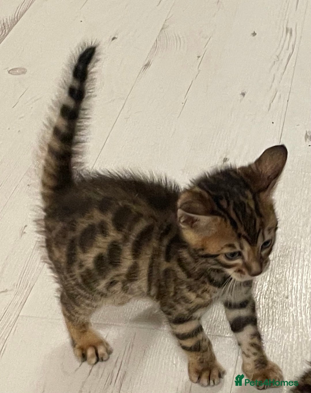Bengal cats for sale: Bengal kittens - Advert 13