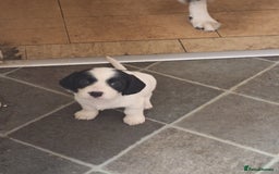 Mixed Breed dogs for sale: Springer x puppies  - Image 3