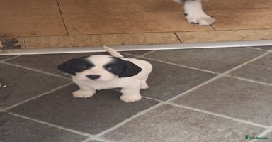 Mixed Breed dogs - Advert 10