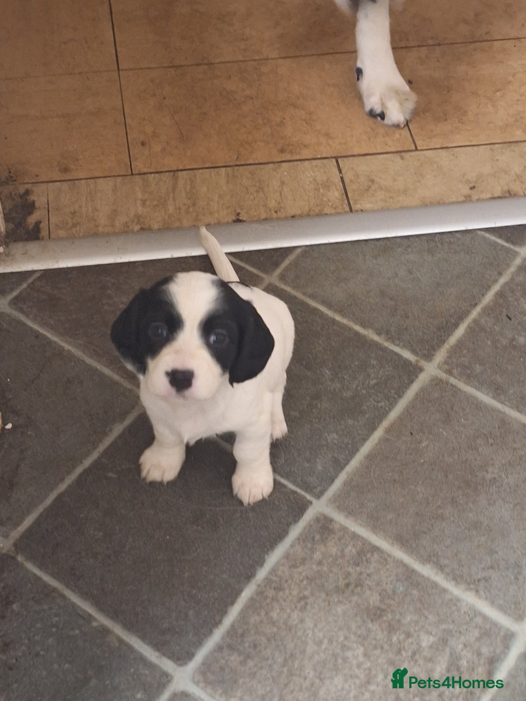 Mixed Breed dogs for sale: Springer x puppies  - Image 3
