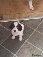 Mixed Breed dogs - Advert 9