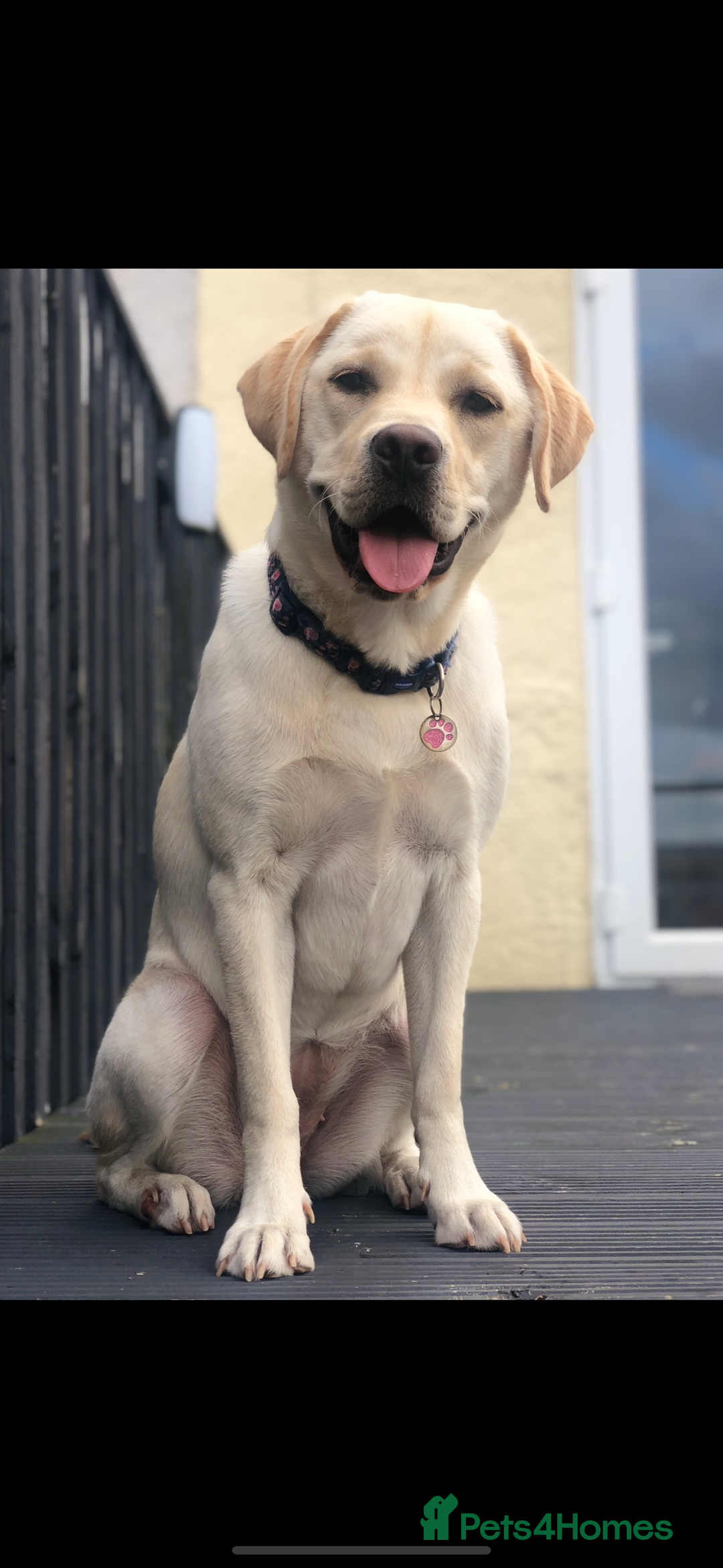 Labrador Retriever dogs for sale: Upcoming Litter of Labradors - Due around 10th Sep - Image 3