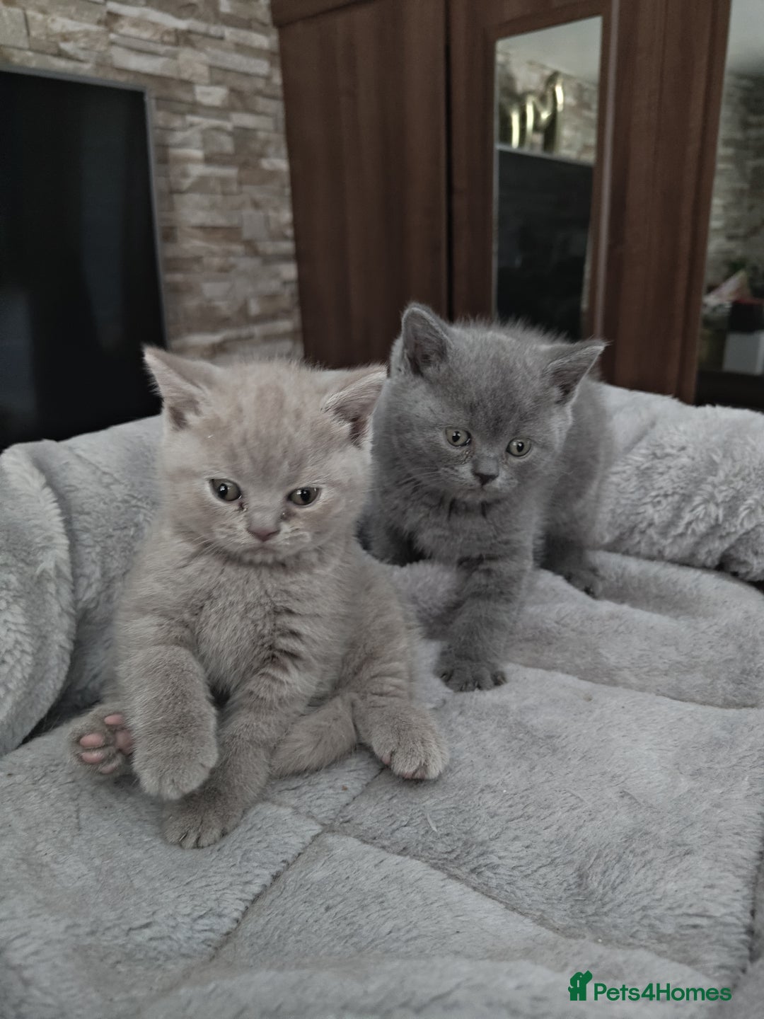 British Shorthair cats for sale: Beautiful British Shorthair Kitten. - Image 8