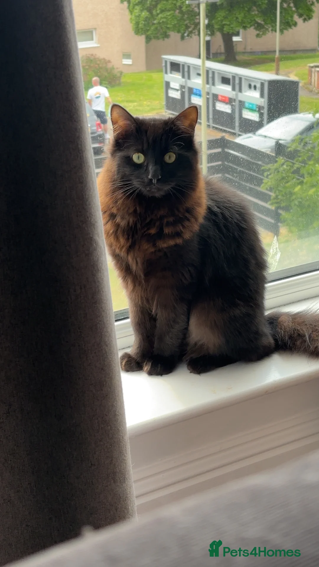 Mixed Breed cats for sale: Beautiful Ragdoll Cross Siberian in Dundee - Advert 1