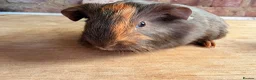 Guinea Pig rodents for sale: Beautiful Chocolate and Gold Agouti Guinea Pigs - Advert 3