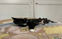 Mixed Breed cats for sale: Beautiful kittens ready for new loving homes  - Advert 17