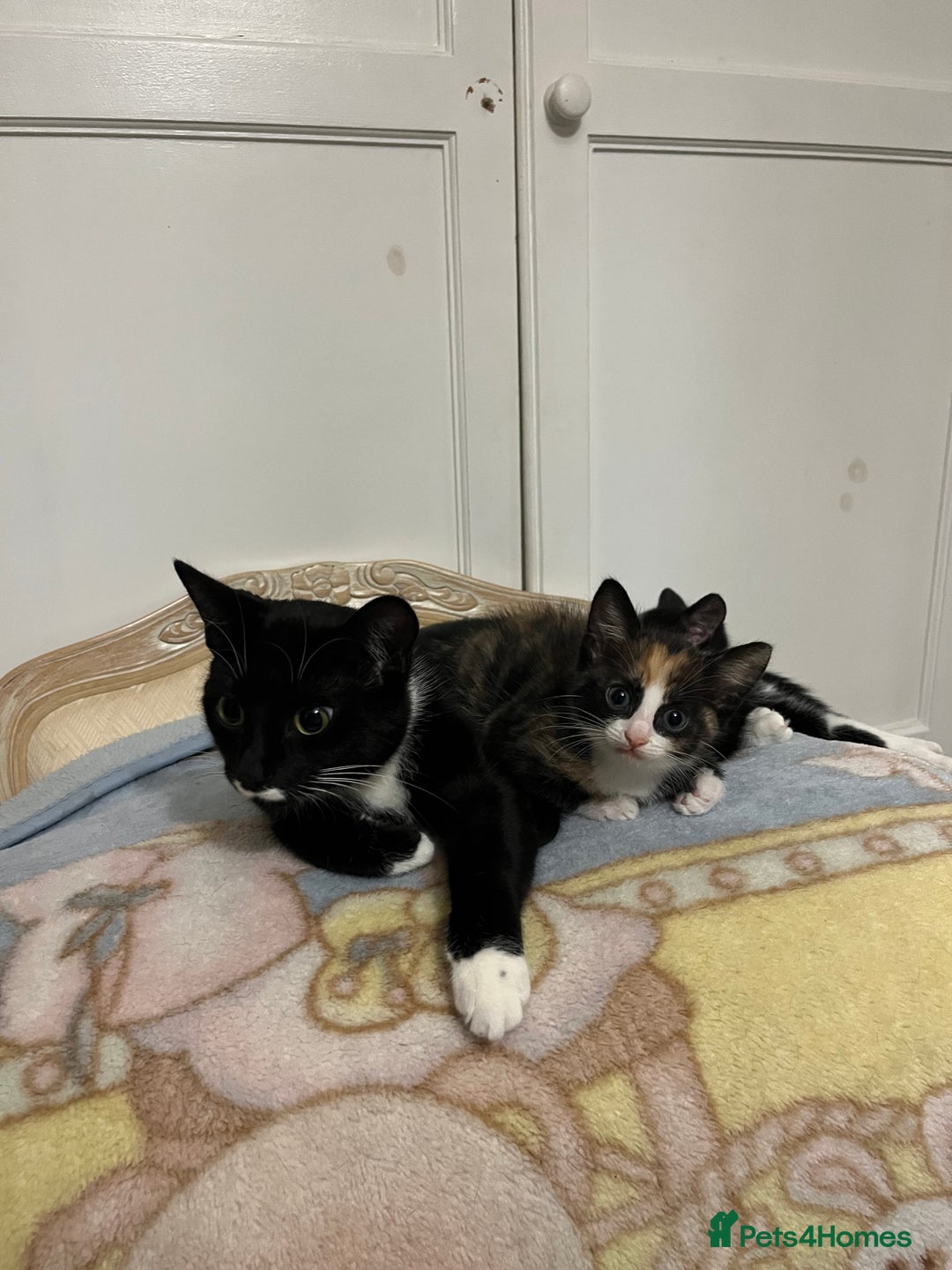 Mixed Breed cats for sale: Beautiful kittens ready for new loving homes  - Advert 17