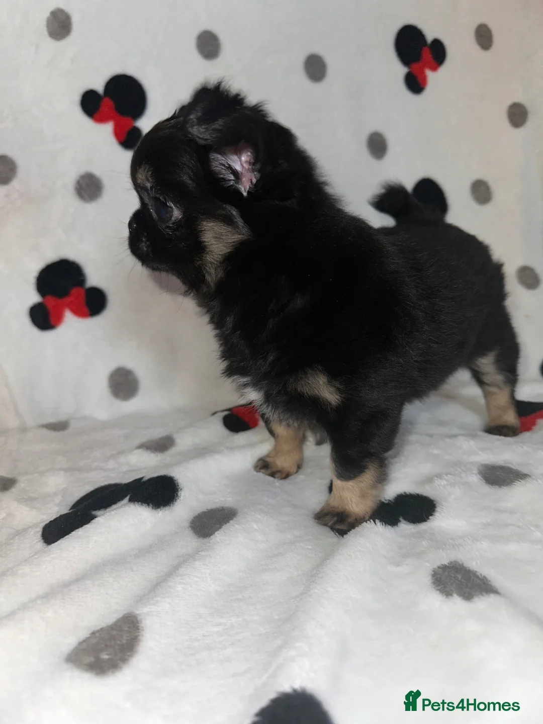 Chihuahua dogs for sale: Longhair Chihuaha Puppys - Advert 2