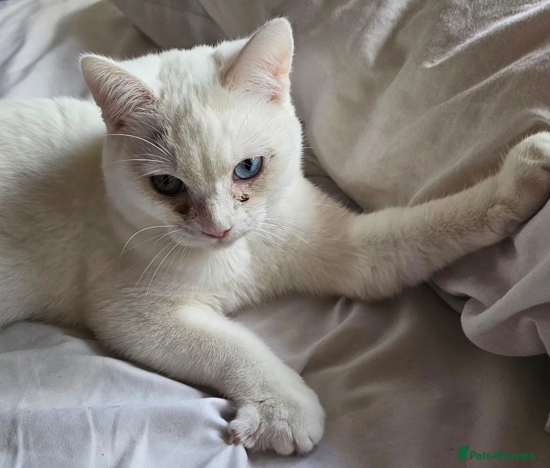 Mixed Breed cats for adoption: Special Nova needs a special indoor home - Advert 7